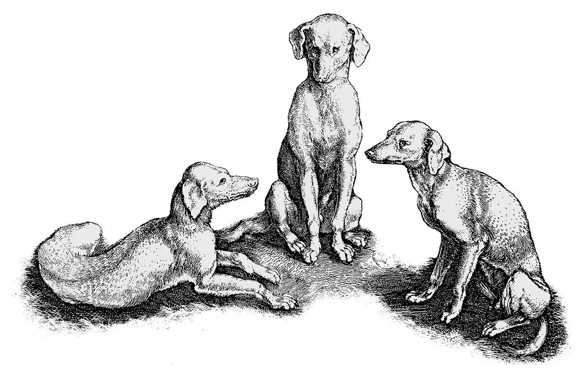 black and white drawing of three dogs lying down